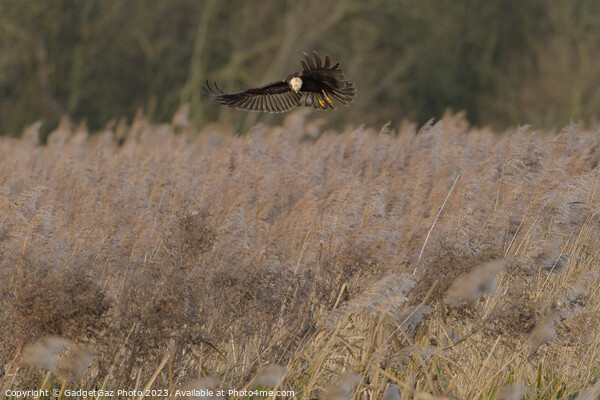 Marsh harrier surveying Picture Board by GadgetGaz Photo