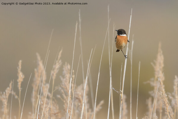 Stonechat within the reeds  Picture Board by GadgetGaz Photo