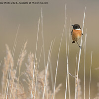 Buy canvas prints of Stonechat within the reeds  by GadgetGaz Photo