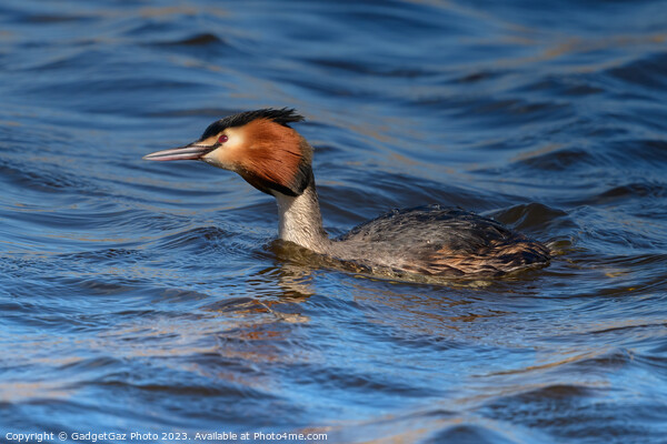 Great crested grebe Picture Board by GadgetGaz Photo