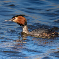 Buy canvas prints of Great crested grebe by GadgetGaz Photo