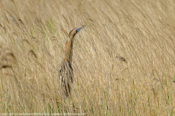 Bittern hidden within the reeds Picture Board by GadgetGaz Photo