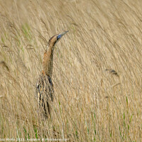 Buy canvas prints of Bittern hidden within the reeds by GadgetGaz Photo