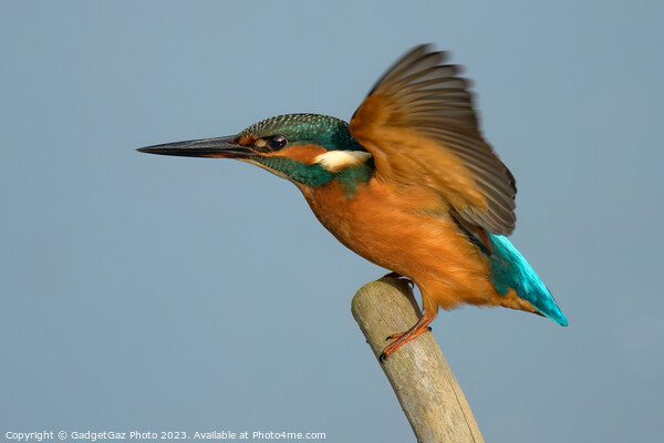 Kingfisher landing with wings up. Picture Board by GadgetGaz Photo
