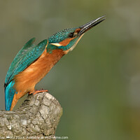 Buy canvas prints of Kingfisher looking upwards by GadgetGaz Photo