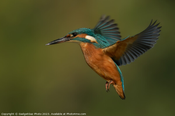 Kingfisher hovering Picture Board by GadgetGaz Photo