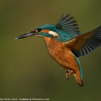 Buy canvas prints of Kingfisher hovering by GadgetGaz Photo