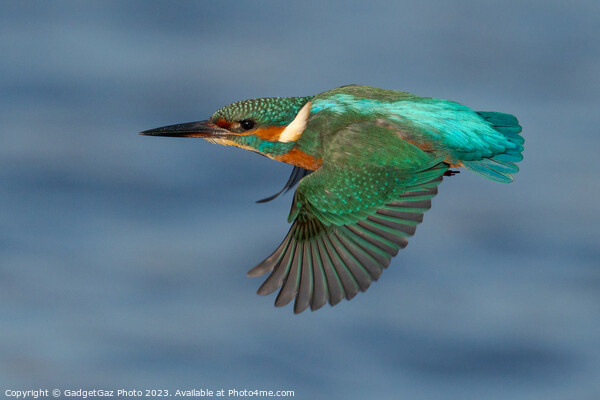 Kingfisher in flight Picture Board by GadgetGaz Photo