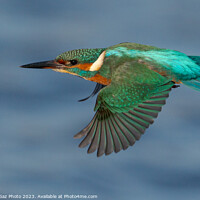 Buy canvas prints of Kingfisher in flight by GadgetGaz Photo