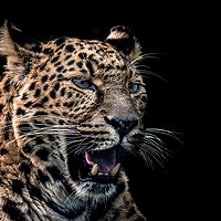 Buy canvas prints of North Chinese Leopard by GadgetGaz Photo