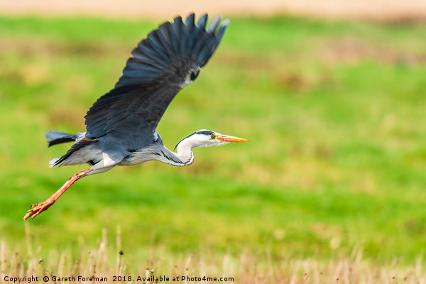 Heron in Flight Picture Board by GadgetGaz Photo