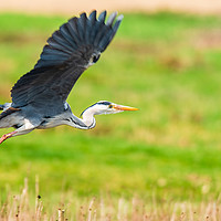 Buy canvas prints of Heron in Flight by GadgetGaz Photo