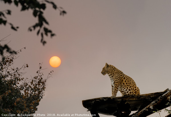 North Chinese Leopard and sun setting Picture Board by GadgetGaz Photo