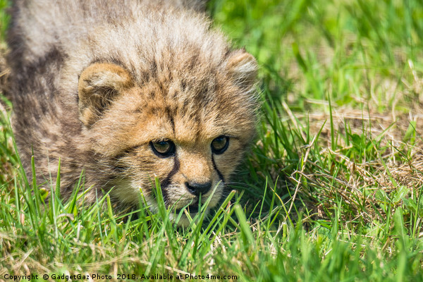 Cheetah Cubs fixated stare Picture Board by GadgetGaz Photo