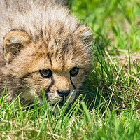 Buy canvas prints of Cheetah Cubs fixated stare by GadgetGaz Photo