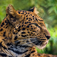 Buy canvas prints of North Chinese Leopard profile by GadgetGaz Photo