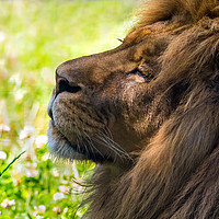 Buy canvas prints of Clarence the Lion side profile by GadgetGaz Photo