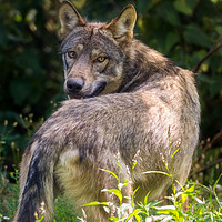 Buy canvas prints of European Wolf looking behind by GadgetGaz Photo