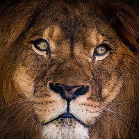 Buy canvas prints of Brutus the Lion Portrait by GadgetGaz Photo