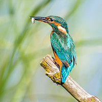 Buy canvas prints of Female Kingfisher with her catch by GadgetGaz Photo