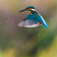Buy canvas prints of Kingfisher Hovering in the rain by GadgetGaz Photo