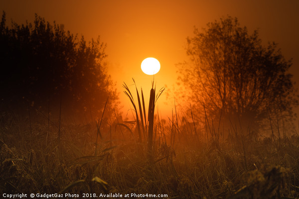 Sunrise from beneath the marshes Picture Board by GadgetGaz Photo