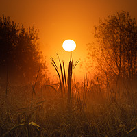 Buy canvas prints of Sunrise from beneath the marshes by GadgetGaz Photo