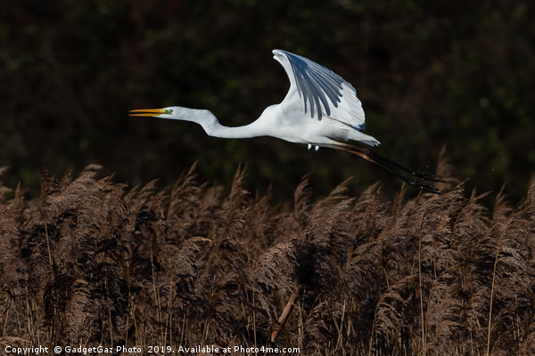 Great White Egret Picture Board by GadgetGaz Photo