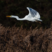 Buy canvas prints of Great White Egret by GadgetGaz Photo