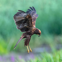 Buy canvas prints of Marsh Harrier Juvenile dropping into the reedbed by GadgetGaz Photo