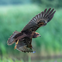 Buy canvas prints of Marsh Harrier Juvenile in flight by GadgetGaz Photo