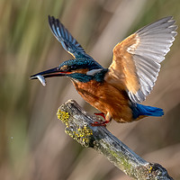 Buy canvas prints of Kingfisher Landing with a fish. by GadgetGaz Photo