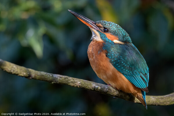 Female Kingfisher Picture Board by GadgetGaz Photo