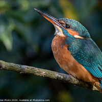Buy canvas prints of Female Kingfisher by GadgetGaz Photo