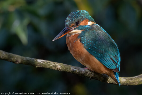 Beautiful female Kingfisher Picture Board by GadgetGaz Photo