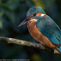 Buy canvas prints of Beautiful female Kingfisher by GadgetGaz Photo