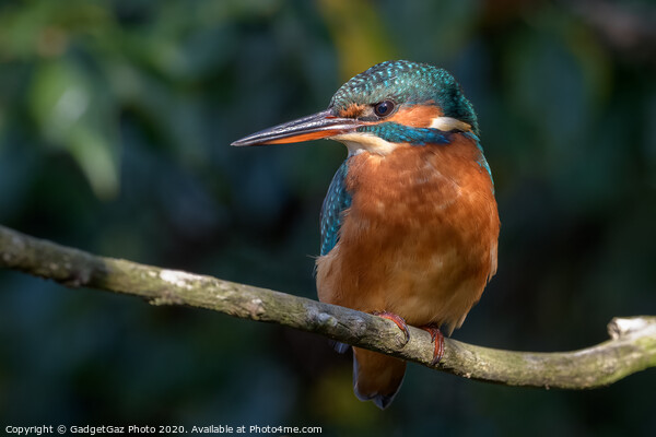 Female Kentish Kingfisher Picture Board by GadgetGaz Photo