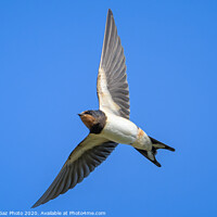 Buy canvas prints of Swallow in flight by GadgetGaz Photo