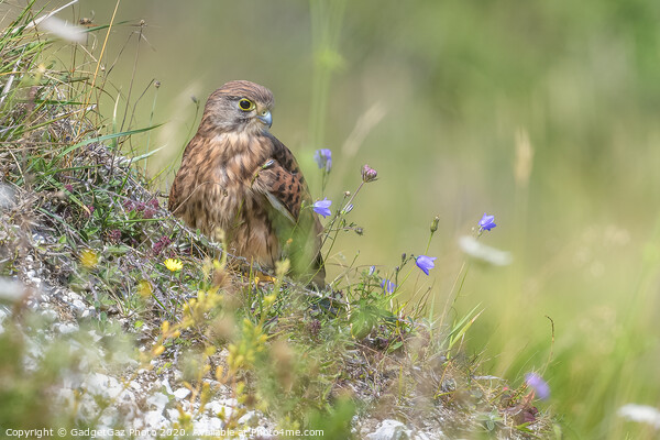 Kestrel on the Cliff Picture Board by GadgetGaz Photo