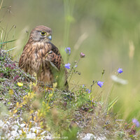 Buy canvas prints of Kestrel on the Cliff by GadgetGaz Photo