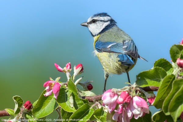 Blue tit on pink apple blossom Picture Board by GadgetGaz Photo