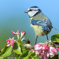 Buy canvas prints of Blue tit on pink apple blossom by GadgetGaz Photo