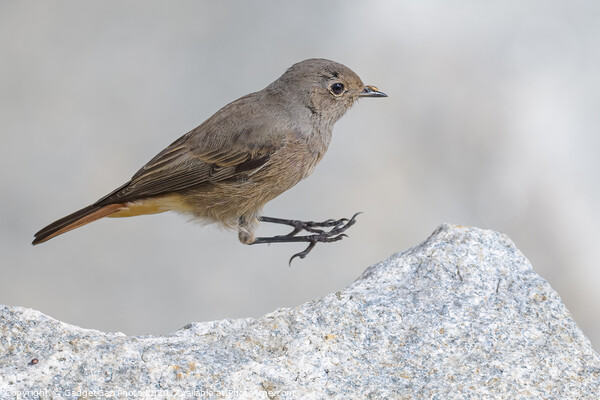 Black Redstart female Picture Board by GadgetGaz Photo