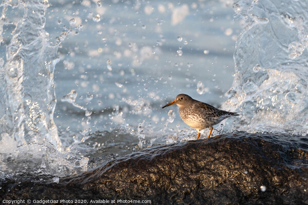 Purple sandpiper with crashing waves. Picture Board by GadgetGaz Photo