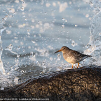 Buy canvas prints of Purple sandpiper with crashing waves. by GadgetGaz Photo