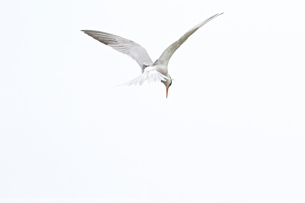 Common Tern Picture Board by GadgetGaz Photo