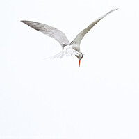 Buy canvas prints of Common Tern by GadgetGaz Photo