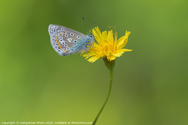 Common Blue Butterfly Picture Board by GadgetGaz Photo