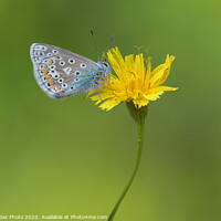 Buy canvas prints of Common Blue Butterfly by GadgetGaz Photo