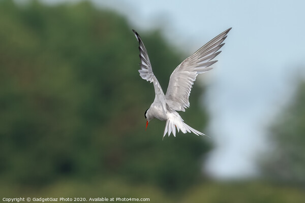 A Common Tern Picture Board by GadgetGaz Photo